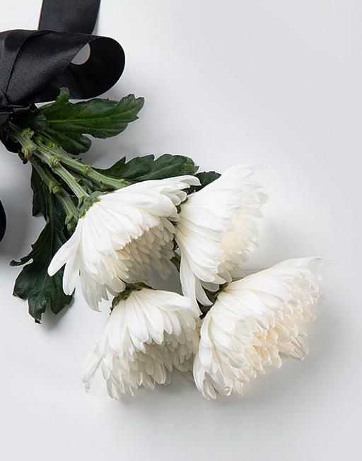 하얀 국화 이미지